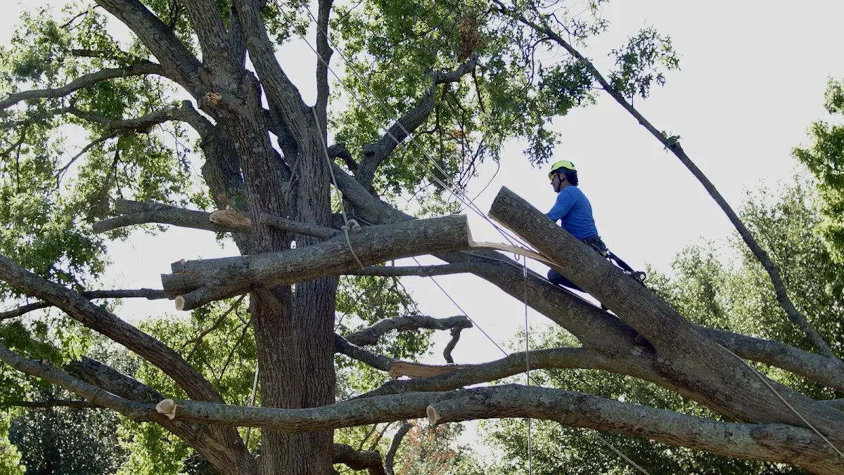Professional Hazardous Tree Removal performed by certified arborists in Hart