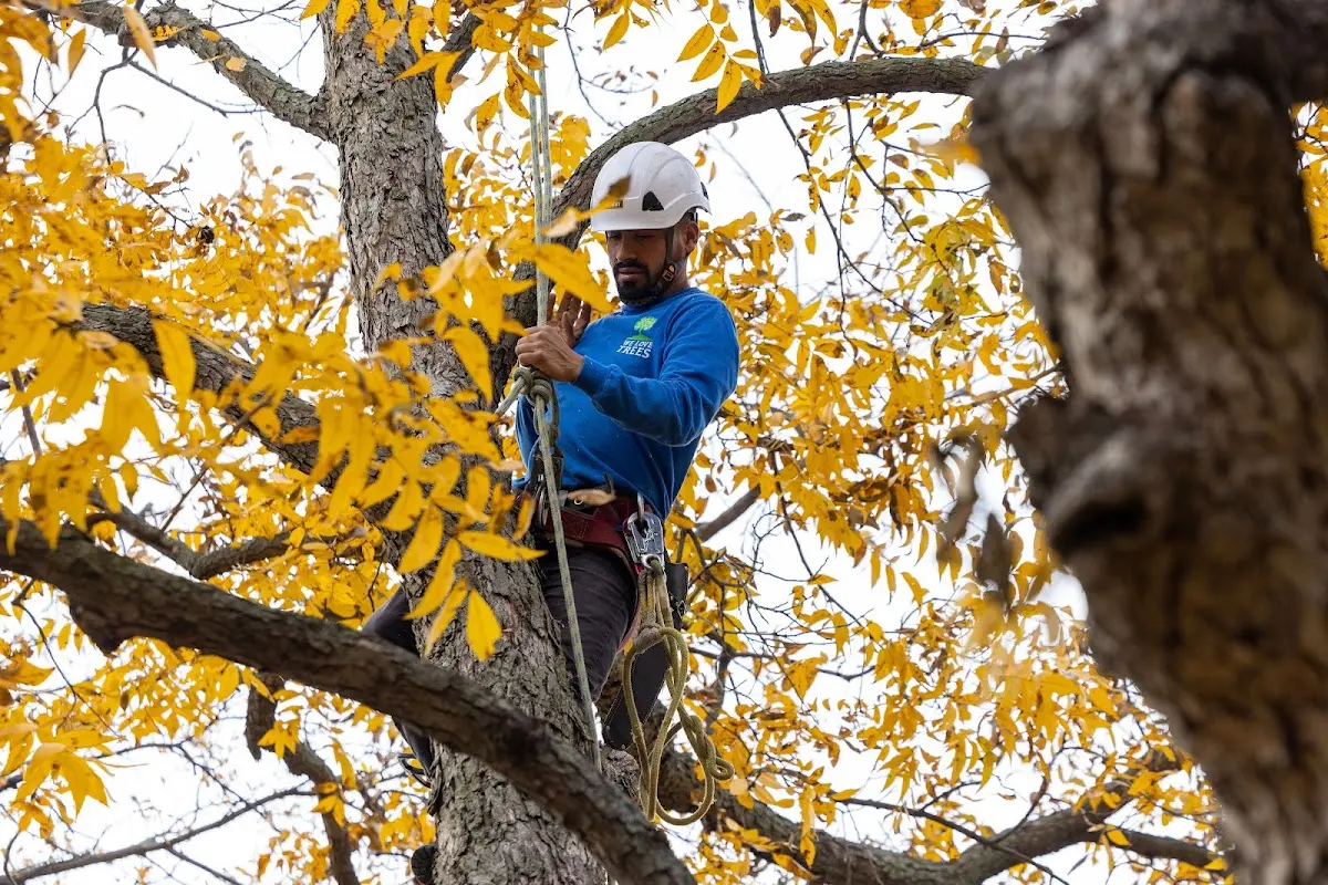 Skilled Storm Damage Cleanup crew working in Hart